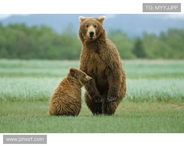 灰熊与棕熊激烈对决视频精彩瞬间回顾与分析 灰熊与棕熊激烈对决视频精彩瞬间回顾与分析