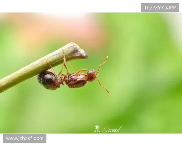 重庆飞盘队的拼搏之路：从默默无闻到荣耀绽放的纪实故事
